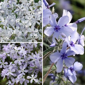 Kollektion duftender kleiner Phlox