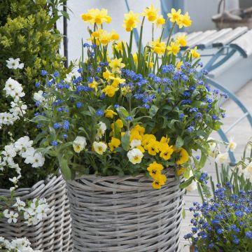 Blau-gelbe Frühlingskollektion