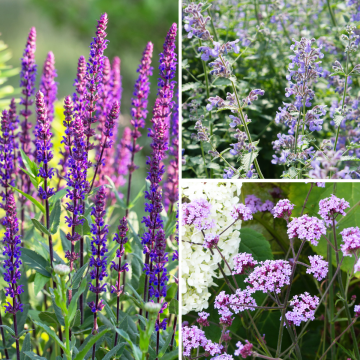 Sammlung von blau-violetten Stauden für die Sonne