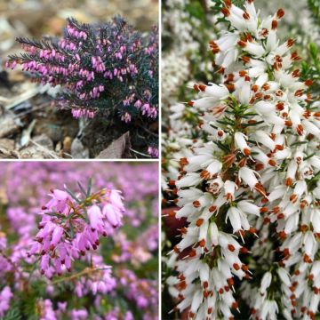 Günstige Winterheide-Kollektion - Erica"

Glossaire :
- Bruyères d'hiver : Winterheide
- Petit prix : günstige Preise
- Erica : Erica (botanischer Name)