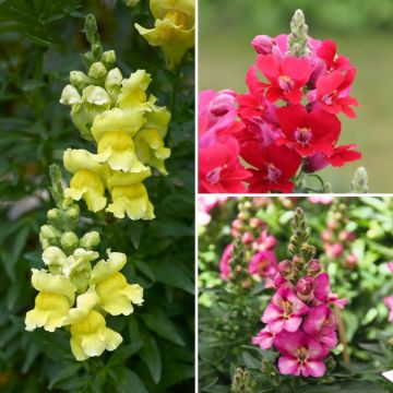 Mufliers Antirrhinum Kollektion