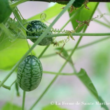 Mexikanische Minigurke Bio - Melothria scabra