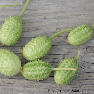 Cucumis anguria Bio - Ferme de Sainte Marthe - Anguria-Gurke