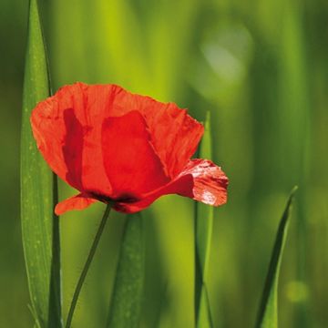 Klatsch-Mohn (Samen) - Papaver rhoeas