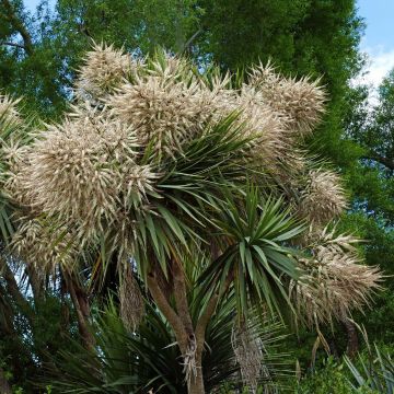 Cordyline australis - Keulenlilie