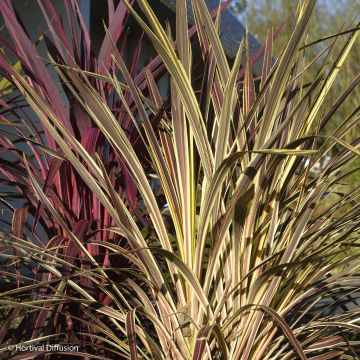 Cordyline banksii Electric Flash - Keulenlilie