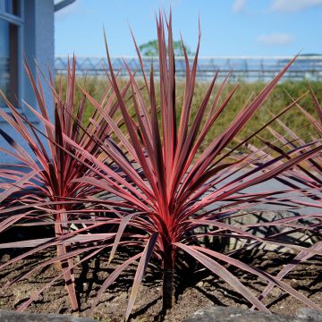 Cordyline australis Charlie boy - Keulenlilie