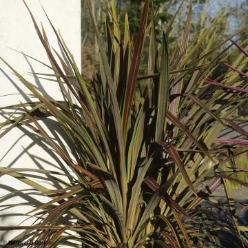 Cordyline banksii Electric Star - Keulenlilie