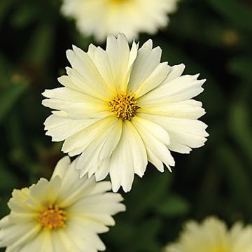 Mädchenauge Uptick Cream - Coreopsis