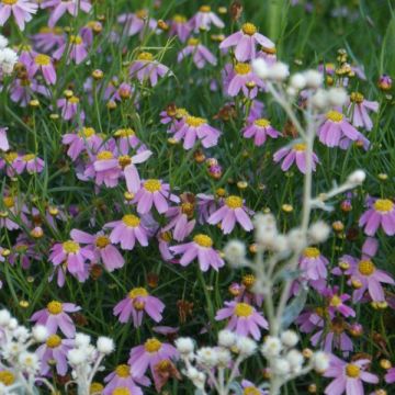 Mädchenauge American Dream - Coreopsis rosea