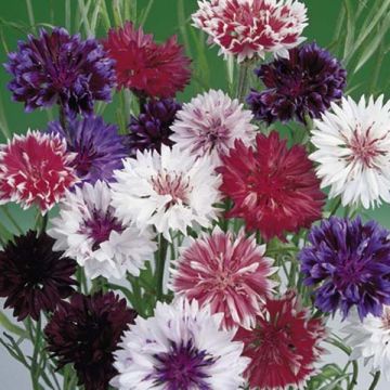 Kornblume Frosty Mix (Samen) - Centaurea cyanus