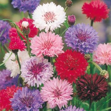 Kornblume Polka Dot Mix (Samen) - Centaurea cyanus