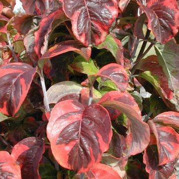 Amerikanischer Blumen-Hartriegel Rainbow - Cornus florida