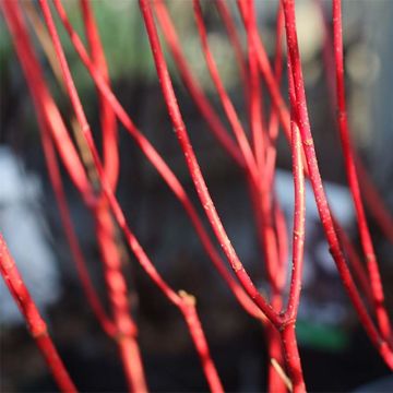 Cornus alba Baton Rouge - Tatarischer Hartriegel