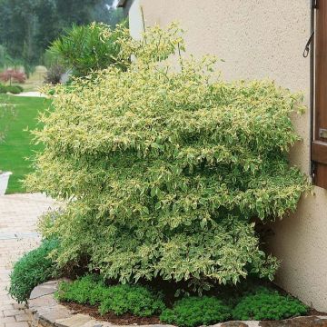 Cornus alternifolia Argentea - Wechselblättriger Hartriegel