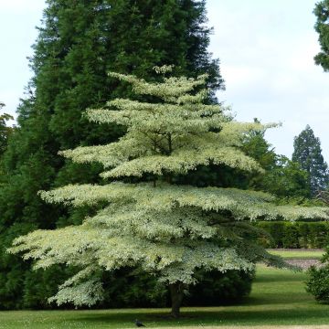 Benthams Hartriegel Variegata - Cornus controversa