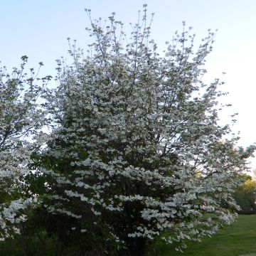 Cornus florida Cloud Nine - Cornouiller à fleurs d'Amérique.