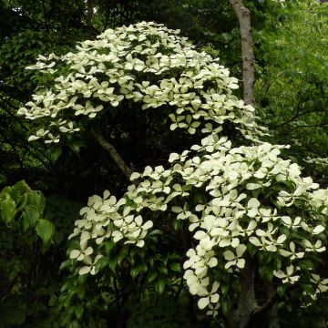 Hongkong-Hartriegel - Cornus hongkongensis