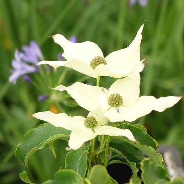 Cornus kousa Big Apple - Cornouiller du Japon