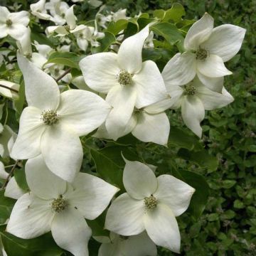 Chinesischer Blumen-Hartriegel Great Star - Cornus kousa subsp. chinensis