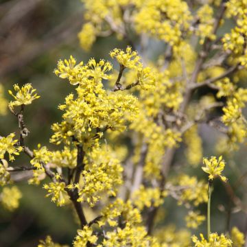 Kornelkirsche Jolico - Cornus mas