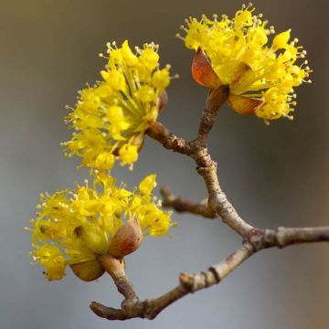 Cornus mas - Cornouiller mâle