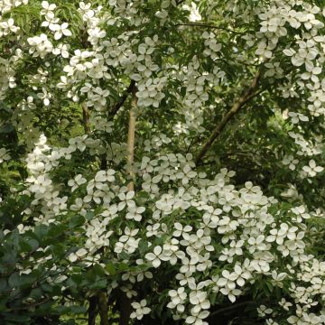 Japanischer Blumen-Hartriegel Norman Hadden - Cornus kousa