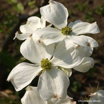 Cornus florida Cherokee Daybreak - Cornouiller de Floride