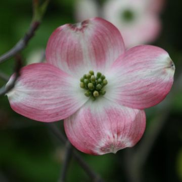 Cornus florida Rubra - Cornouiller à fleurs d'Amérique