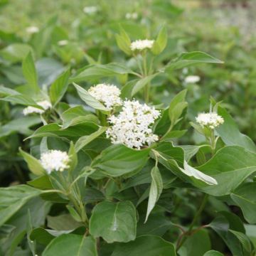 Seidige Hartriegel Budd's Yellow - Cornus sericea