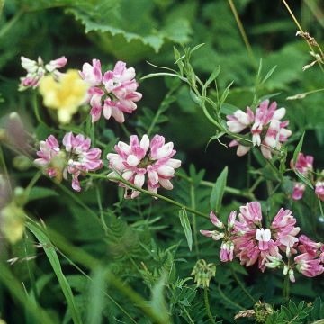 Coronilla varia - Bunte Kronwicke