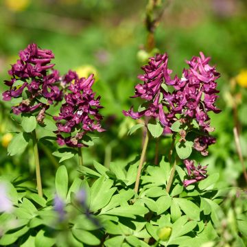 Corydalis solida Purple Bird - Gefingerter Lerchensporn