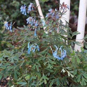 Corydalis flexuosa Porcelain Blue - Gebogener Lerchensporn