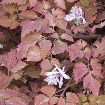 Corydalis quantmeyeriana Chocolate Stars - Lerchensporn