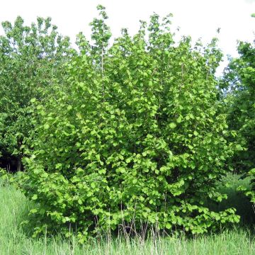 Noisetier commun - Corylus avellana en racines nues