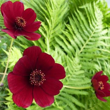 Cosmos atrosanguineus - Cosmos chocolat