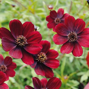 Schokoladen-Kosmee Chocamocha - Cosmos atrosanguineus