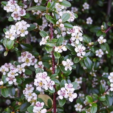 Cotoneaster procumbens Queen of Carpets - Teppich-Zwergmispel