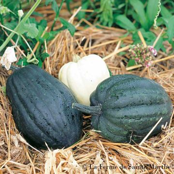 Courge d'hiver ou Cornue d'hiver Bio - Ferme de Sainte Marthe