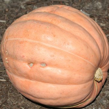 Potiron Atlantic Giant Bio - Courge Gargantua - Ferme de Sainte Marthe