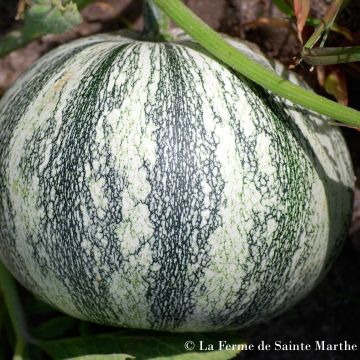 Kürbis Pepita Squash Bio - Ferme de Sainte Marthe