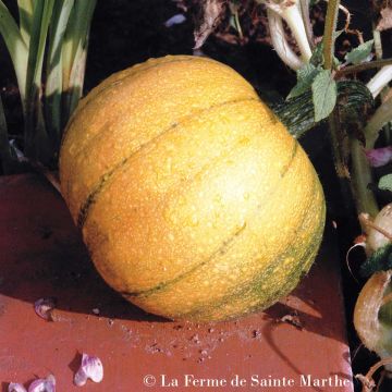 Garten-Kürbis Petite sucrée Bio - Ferme de Sainte Marthe