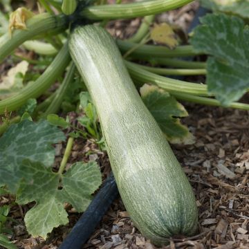 Garten-Kürbis Genovese Bio - Ferme de Sainte Marthe