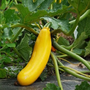 Garten-Kürbis Gelbe Bio - Ferme de Sainte Marthe