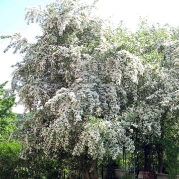 Crataegus monogyna - Eingriffliger Weißdorn