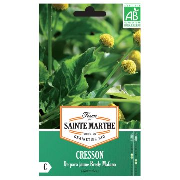 Parakresse de Para Jaune Bredy Mafana - Spilanthes oleracea