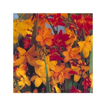 Crocosmia en mélange (grandes fleurs) - Montbretia