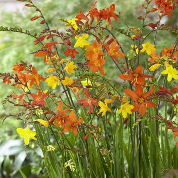 Montbretie Mix - Crocosmia