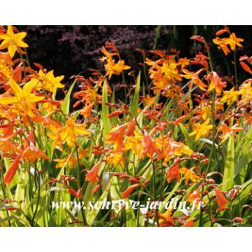 Crocosmia Star of the west