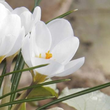 Krokus Miss Vain - Crocus chrysanthus